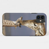 Afrika, Kenia, Masai Mara. Giraffen (Giraffa camel Case-Mate iPhone Case (Achterkant (horizontaal))