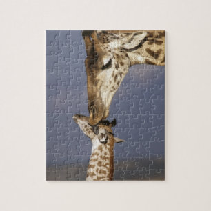 Afrika, Kenia, Masai Mara. Giraffen (Giraffa camel Legpuzzel