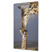 Afrika, Kenia, Masai Mara. Giraffen (Giraffa Klembord (Links)