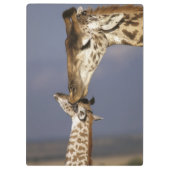 Afrika, Kenia, Masai Mara. Giraffen (Giraffa Klembord (Achterkant)