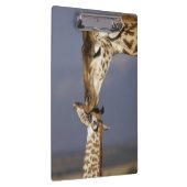 Afrika, Kenia, Masai Mara. Giraffen (Giraffa Klembord (Rechts)