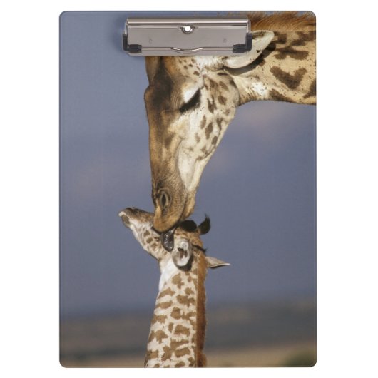 Afrika, Kenia, Masai Mara. Giraffen (Giraffa Klembord (Voorkant)