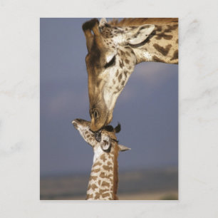 Afrika, Kenia, Masai Mara. Giraffen (Giraffe Briefkaart