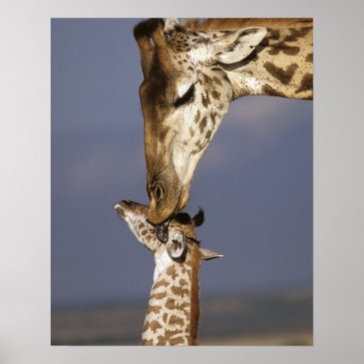 Afrika, Kenia, Masai Mara. Giraffen (Giraffe Poster (Voorkant)