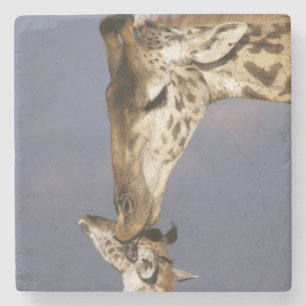 Afrika, Kenia, Masai Mara. Giraffen (Giraffe Stenen Onderzetter