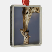 Afrika, Kenia, Masai Mara. Giraffes (Giraffe) Metalen Ornament (Rechts)