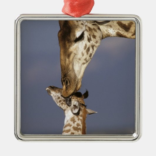 Afrika, Kenia, Masai Mara. Giraffes (Giraffe) Metalen Ornament (Voorkant)
