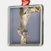Afrika, Kenia, Masai Mara. Giraffes (Giraffe) Metalen Ornament (Links)