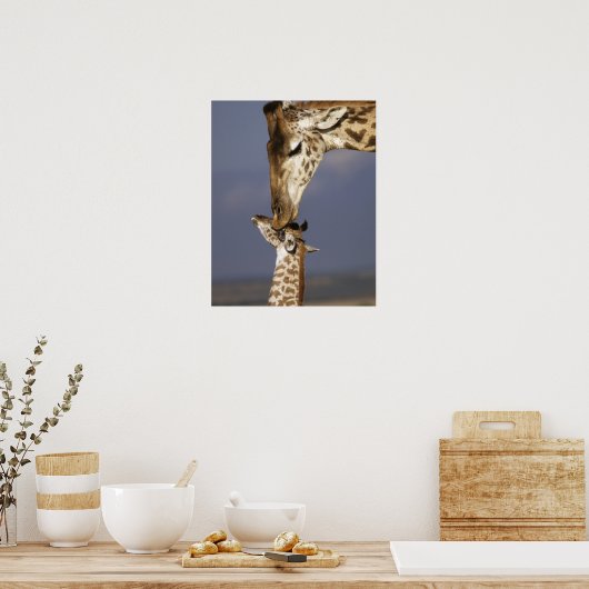 Afrika, Kenia, Masai Mara. Giraffes (Giraffe) Poster (Keuken)