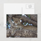 Afrika. Kenia. Masai Mara. Leopard (Panthera) Briefkaart (Voorkant / Achterkant)