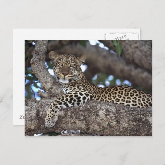 Afrika. Kenia. Masai Mara. Leopard (Panthera) Briefkaart (Voorkant / Achterkant)