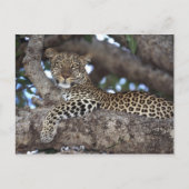 Afrika. Kenia. Masai Mara. Leopard (Panthera) Briefkaart (Voorkant)