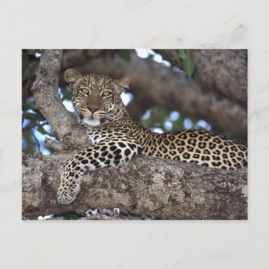 Afrika. Kenia. Masai Mara. Leopard (Panthera) Briefkaart (Voorkant)