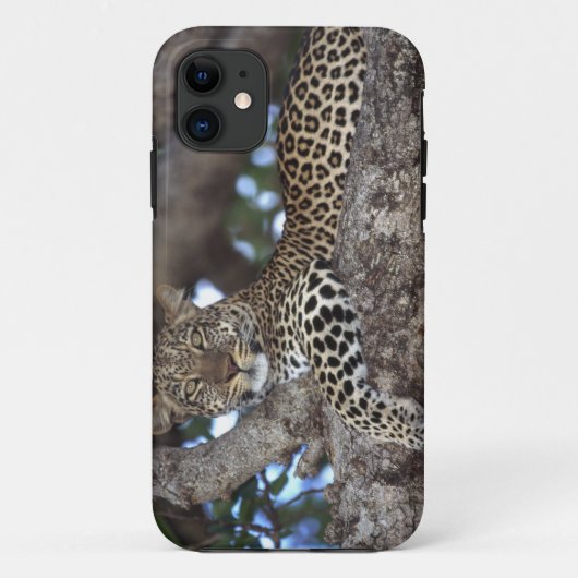 Afrika. Kenia. Masai Mara. Leopard (Panthera) Case-Mate iPhone Case (Achterkant)