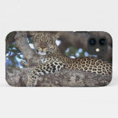 Afrika. Kenia. Masai Mara. Leopard (Panthera) Case-Mate iPhone Case (Achterkant (horizontaal))