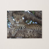 Afrika. Kenia. Masai Mara. Leopard (Panthera) Legpuzzel (Horizontaal)