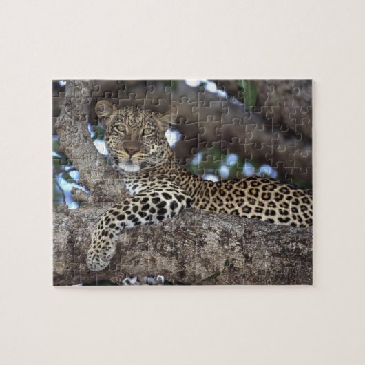 Afrika. Kenia. Masai Mara. Leopard (Panthera) Legpuzzel (Horizontaal)