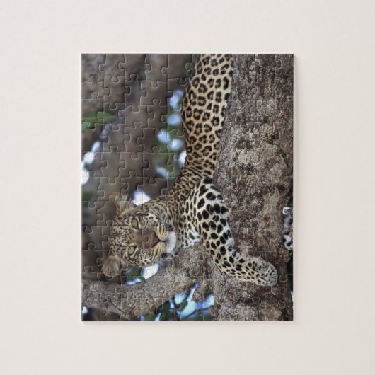 Afrika. Kenia. Masai Mara. Leopard (Panthera) Legpuzzel (Verticaal)