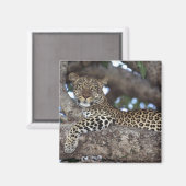 Afrika. Kenia. Masai Mara. Leopard (Panthera) Magneet (Voorkant / Achterkant)