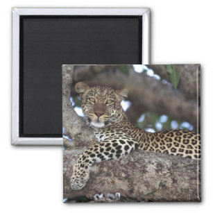 Afrika. Kenia. Masai Mara. Leopard (Panthera) Magneet