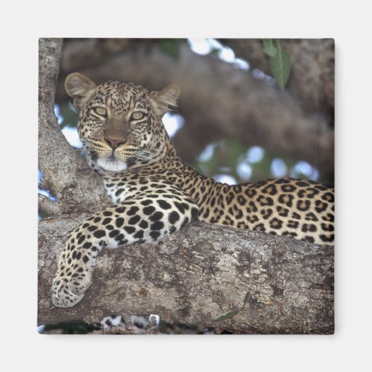 Afrika. Kenia. Masai Mara. Leopard (Panthera) Magneet (Voorkant)