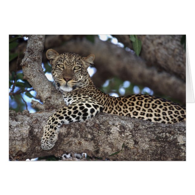 Afrika. Kenia. Masai Mara. Luipaard (Panthera (Voorkant Horizontaal)