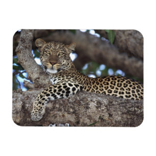 Afrika. Kenia. Masai Mara. Luipaard (Panthera Magneet