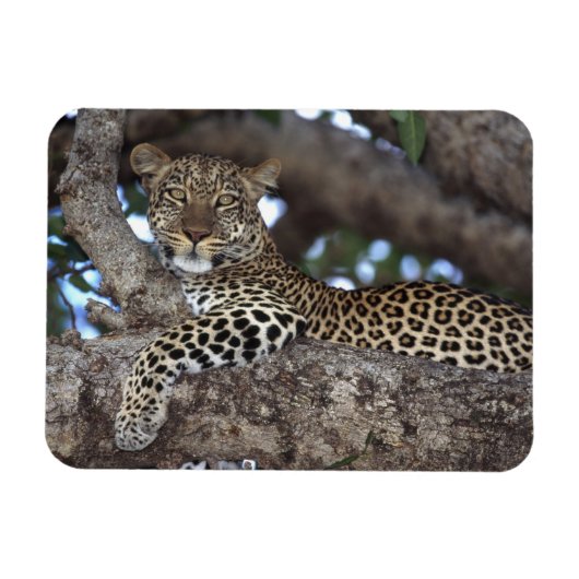Afrika. Kenia. Masai Mara. Luipaard (Panthera Magneet (Horizontaal)