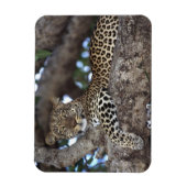 Afrika. Kenia. Masai Mara. Luipaard (Panthera Magneet (Verticaal)