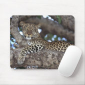 Afrika. Kenia. Masai Mara. Luipaard (Panthera Muismat (Met muis)