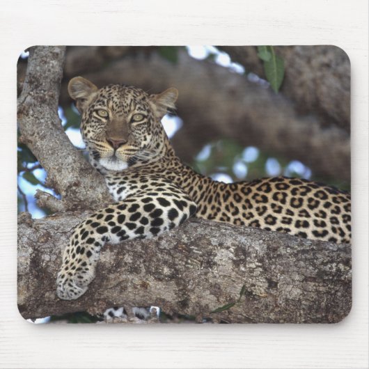 Afrika. Kenia. Masai Mara. Luipaard (Panthera Muismat (Voorkant)
