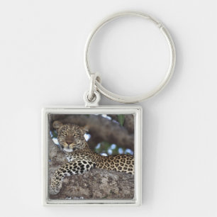 Afrika. Kenia. Masai Mara. Luipaard (Panthera Sleutelhanger