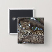 Afrika. Kenia. Masai Mara. Luipaard (Panthera Vierkante Button 5,1 Cm (Voorkant /achterkant)