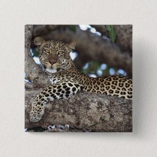 Afrika. Kenia. Masai Mara. Luipaard (Panthera Vierkante Button 5,1 Cm