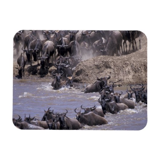 Afrika, Kenia, Masai Mara Nationaal Park. Magneet (Horizontaal)