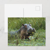Afrika, Kenia, Masai Mara NR. Een moeder nijlpaard Briefkaart (Voorkant / Achterkant)