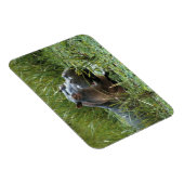 Afrika, Kenia, Masai Mara NR. Een moeder nijlpaard Magneet (Rechterzijde)