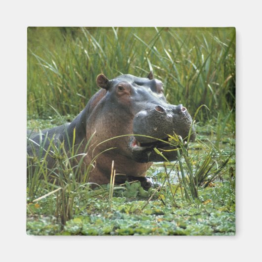 Afrika, Kenia, Masai Mara NR. Een moeder nijlpaard Magneet (Voorkant)