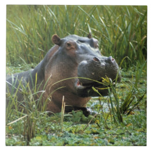 Afrika, Kenia, Masai Mara NR. Een moeder nijlpaard Tegeltje