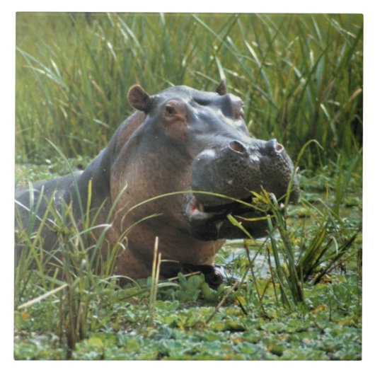 Afrika, Kenia, Masai Mara NR. Een moeder nijlpaard Tegeltje (Voorkant)