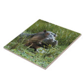 Afrika, Kenia, Masai Mara NR. Een moeder nijlpaard Tegeltje (Zijkant)