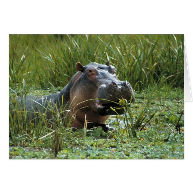 Afrika, Kenia, Masai Mara NR. Een nijlpa-moeder (Voorkant Horizontaal)