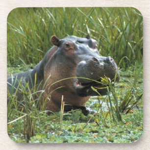 Afrika, Kenia, Masai Mara NR. Een nijlpa-moeder Drankjes Onderzetter