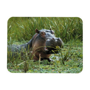 Afrika, Kenia, Masai Mara NR. Een nijlpa-moeder Magneet
