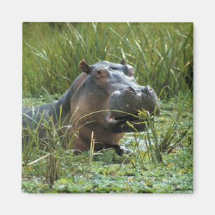 Afrika, Kenia, Masai Mara NR. Een nijlpa-moeder Magneet