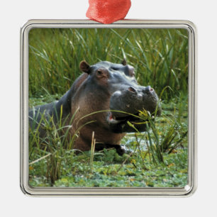 Afrika, Kenia, Masai Mara NR. Een nijlpa-moeder Metalen Ornament