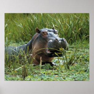 Afrika, Kenia, Masai Mara NR. Een nijlpa-moeder Poster