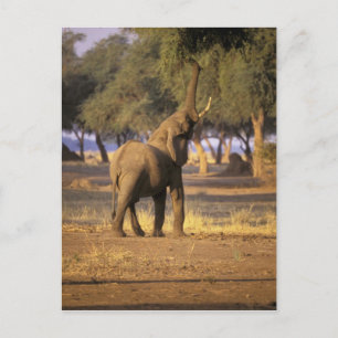 Afrika, Kenia, Masai Mara. Olifant (Loxodonta Briefkaart