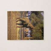 Afrika, Kenia, Masai Mara. Olifant (Loxodonta Legpuzzel (Horizontaal)