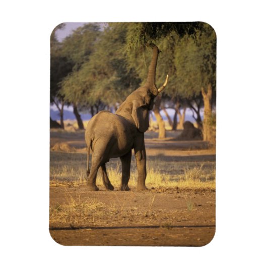 Afrika, Kenia, Masai Mara. Olifant (Loxodonta Magneet (Verticaal)